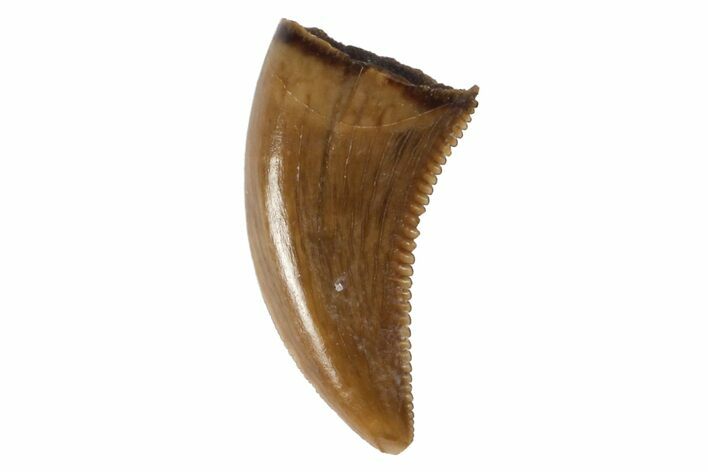 Serrated, Raptor Tooth - Judith River Formation #128540